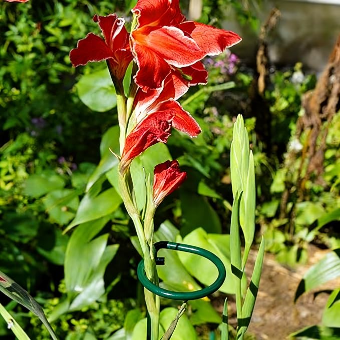 20 Pieces 24 inch Green Single Stem Plant Stakes Flower Support Rings,Gardening Planter Cages for Single Stem Flowers, Amaryllis, Peony, Lily,Narcissus