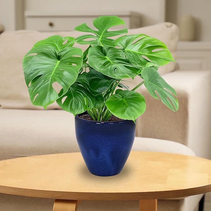 Sunnydaze Round Resort Ceramic Planter - Set of 2 Indoor or Outdoor Plant Pots with Drainage Hole - 10" - Imperial Blue Glaze