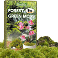 ZeeDix 8 oz Forest Moss for Plants Indoor - Dried Orchid Moss for Repotting, Natural Green Sphagnum Moss for Potted Plants Carnivorous Monstera Succulents Crafts Reptile Habitat (Expands to 12 qt)