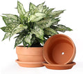 INGOFIN 8 Inch Terracotta Shallow Pots Set with Saucer - Ceramic Clay Pots with Drainage Hole, Terra Cotta Pot for Plants for Indoor Outdoor Plants, Set of 2