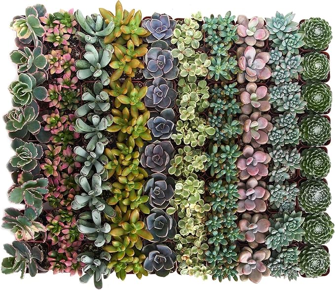 Shop Succulents Pastel Succulent Plant Pack Bulk Collection - Live Mini Succulent Plants, Low Maintenance, Bright & Serene Colors & Textures - Wedding and Party Favors, Gift & Garden, Pack of 100