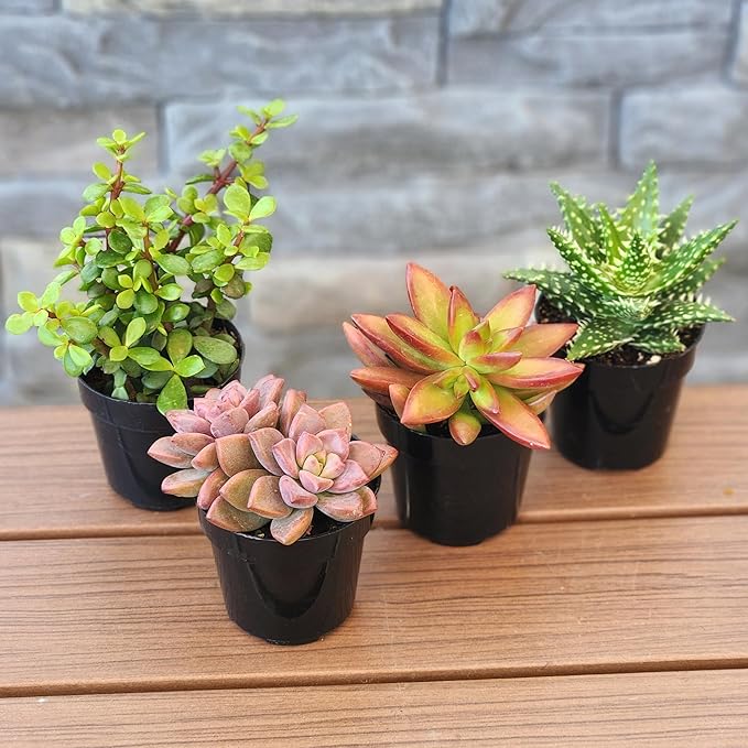 Altman Plants, Live Succulents Plants Live Houseplants (4PK), Succulent Plant Lover Gifts, Live Indoor Plants in Potting Soil, Live Plants Indoor Cactus Plants Live Succulent Plants Live House Plants