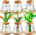 Beeveer 6 Pcs Plants Propagation Station Separated Desktop Plant Terrarium with Wood Lid and Stand, 3 Sizes Glass Planter Propagated Jars Propagation Vases for Indoor Home (Cute Style)