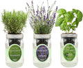 Hydroponic Herb Growing Kit Set, Self-Watering Mason Jar Herb Garden Starter Kit Indoor, New Christmas Gift for Mom (Lavender, Rosemary & Basil)