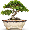 Ceramic Bonsai Pots - 13.2 Inch Succulent Planters for Indoor Plants Outdoor, Bonsai Tree Pots with Drainage Hole, Decorative Shallow Planter, Room Decor, Gifts for Men Women, Oval Beige-Brown