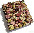 100 Pack Succulent Plants Live, Assorted Succulents Bulk Bare Root, Live Mini Succulent Plants, Easy Care Indoor Outdoor Plants for Beginners, Terrarium DIY Kit, Wedding Party Favors,Desk Decor