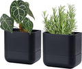 Phoenix Vine 6.5 Inch Wall Mounted Self-Watering Planter Pot for Indoor Houseplants and Herbs | Hanging Planter for Window Sills, Bathroom Walls, Home & Office Décor, Black, Set of 2, 01-C-E-2