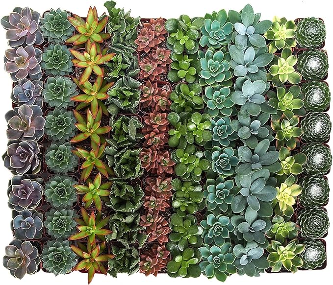 Shop Succulents Assorted Succulent Plant Pack Bulk Collection - Live Mini Succulent Plants, Low Maintenance, Mixture of Colors & Textures - Wedding and Party Favors, Gift & Garden, Pack of 140