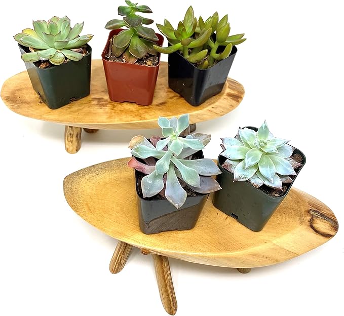 TJ Global Rustic Small Long Wood Slice Plant Stand, Mini Wooden Stool Vase Stand, Display Stand, Perfect for Home Decor in Any Room Office Garden L8.75 x W3.75 x H2.75 (2 Stands)