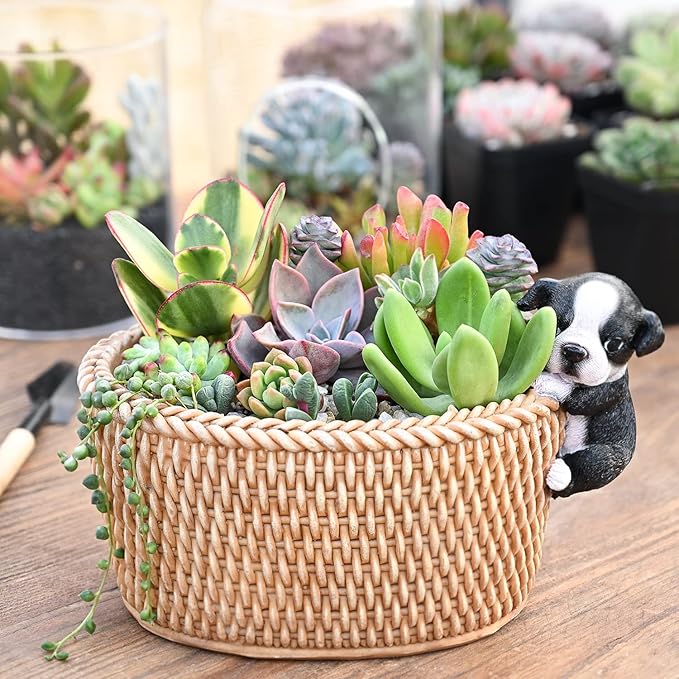 Sprout N Green 100 Live Succulent Plants, 10 Assorted Varieties of Real Succulents Rooted in 2" Pot with Soil, Small Indoor House Plants for Home Garden Wedding Decor Party Favor