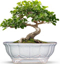 11 Inch Bonsai Pots - Ceramic Bonsai Planters for Indoor Outdoor Plants, Succulent Pots with Drainage Hole, Shallow Planter, Decorative Flower Pot, Home Decor, House Warming Gifts, Oval Grey