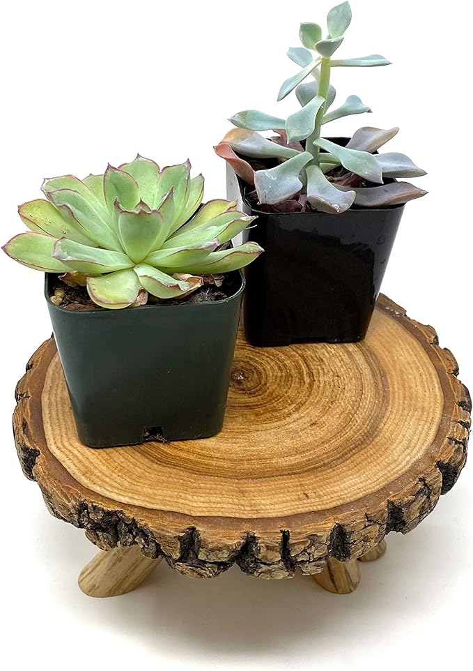 TJ Global Rustic Small Tree Trunk Slices Wood Plant Stand, Mini Wooden Stool Vase Stand, Display Stand, Perfect for Home Decor in Any Room Office Garden L6 x W5 x H3 (1 Stand)