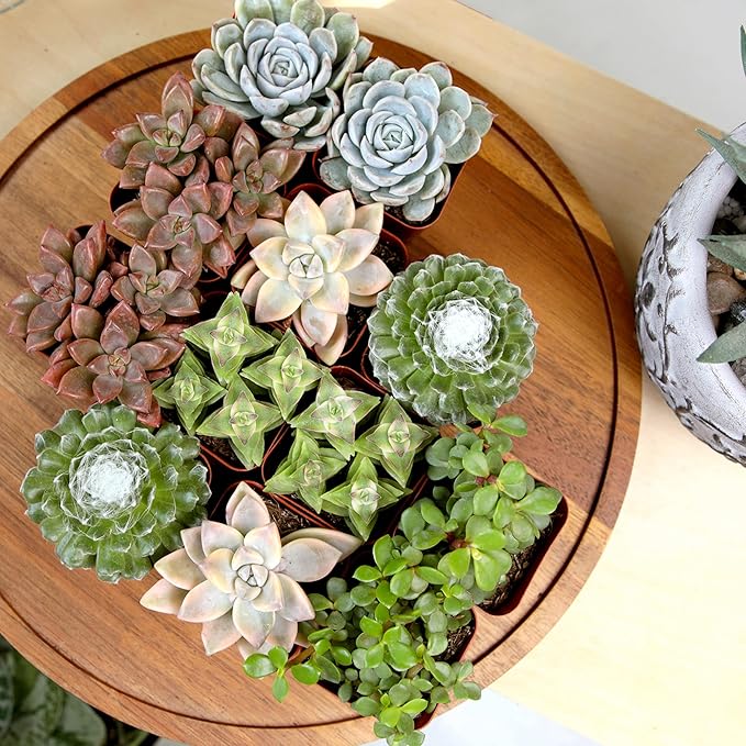 Succulents Plants Live (12PK) Potted Succulent Plants Live House Plants, Cactus Plants Live Plants Indoor Plants Live Houseplants, Indoor Plant Succulents Live Plant House Plant by Plants for Pets