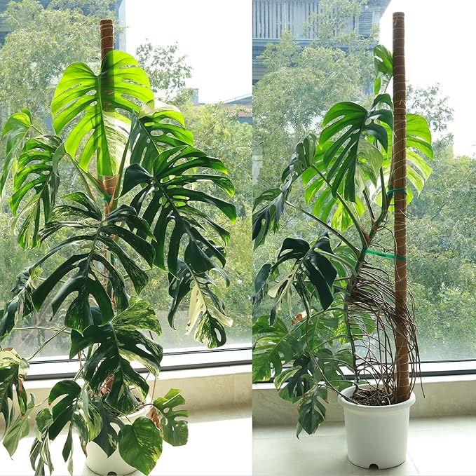 Moss Pole for Plants 4 Pack Natural Coco Coir Climbing Support Stakes with Plant Ties Indoor Monstera Plant Training Extension Poles 14.8inch Each Total 59.2inch