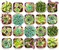 Shop Succulents Spring Beauties Bulk Succulent Plant Pack – Live Mini Succulent Plants, Bright Colorful Mix, Easy Care Houseplants – Gardening, Terrariums, Gifts & Party Favors, 2" Pots