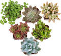 Altman Plants Specialty Live Succulent Plant (6 Pack), No Duplicates, Assorted Succulents Featuring Unique Colors & Shapes, 2 in Pots