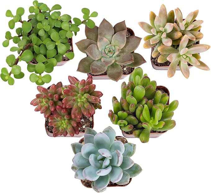 Altman Plants Specialty Live Succulent Plant (6 Pack), No Duplicates, Assorted Succulents Featuring Unique Colors & Shapes, 2 in Pots