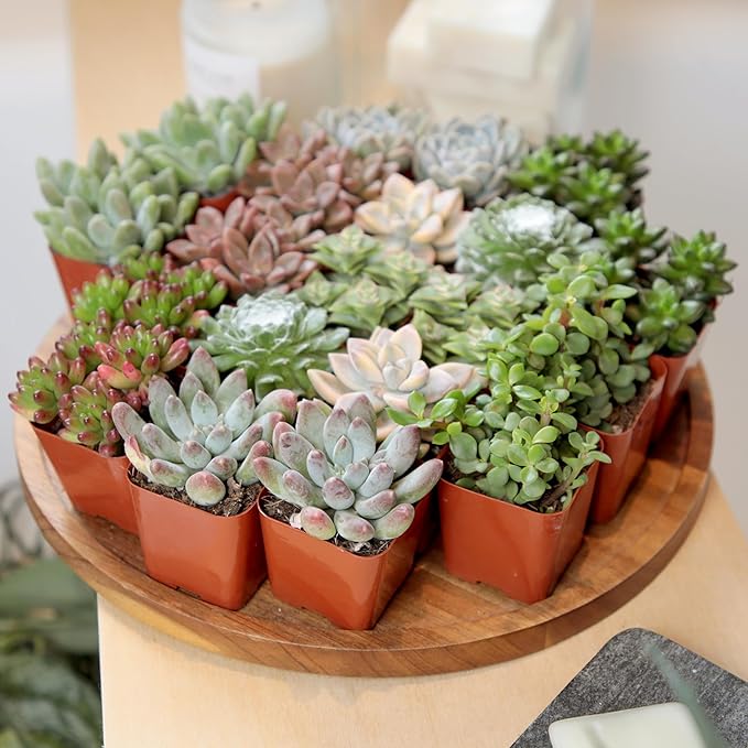 Succulents Plants Live (20PK) Potted Succulent Plants Live House Plants, Cactus Plants Live Plants Indoor Plants Live Houseplants, Indoor Plant Succulents Live Plant House Plant by Plants for Pets