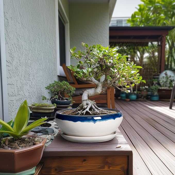 SQOWL Bonsai Pots - 10 Inch Ceramic Pots for Succulents Indoor, Shallow Planter with Drainage Hole and Saucer, Round Succulent Planters Bowl, Kitchen Decor, Housewarming Gifts, Blue Off-White