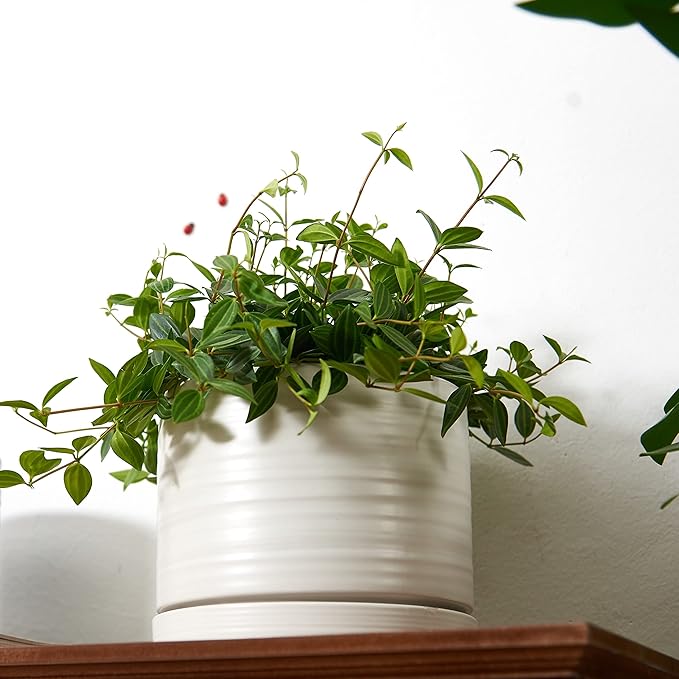 HERDUK 6 Inch Plant Pots, Ceramic Planter Pot with Drainage Hole & Saucer, Indoor/Outdoor Cylinder Round Planter Pot, Matte White