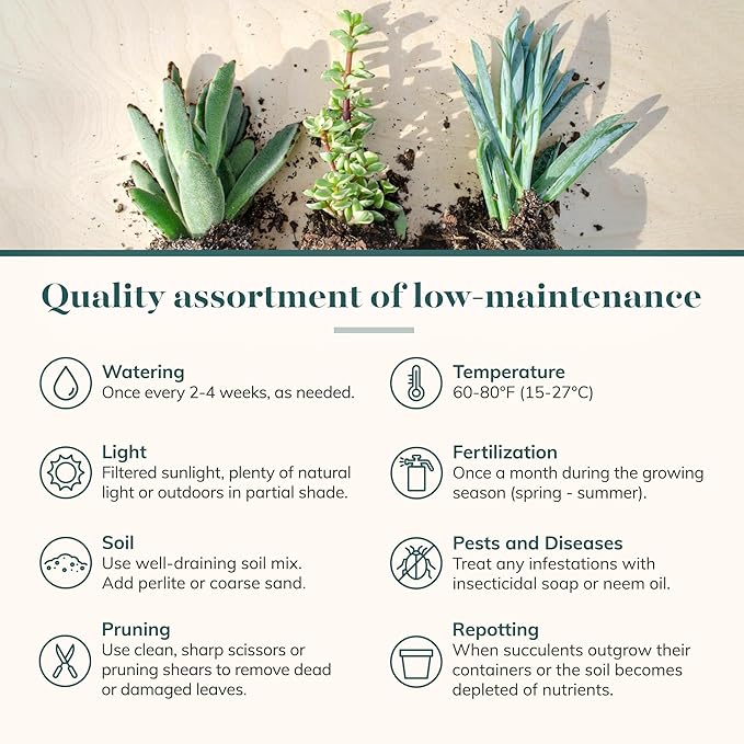 Shop Succulents Assorted Succulent Plant Pack Bulk Collection - Live Mini Succulent Plants, Low Maintenance, Mixture of Colors & Textures - Wedding and Party Favors, Gift & Garden, Pack of 32