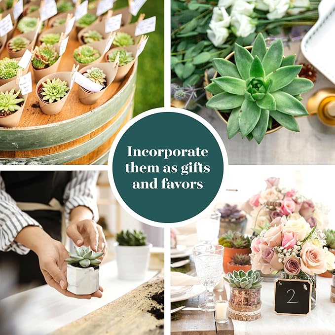 Shop Succulents Rosette Succulent Plant Pack Collection - Live Mini Succulent Plants, Low Maintenance, Floral Shaped Mix of Colors & Textures - Wedding and Party Favors, Gift & Garden, Pack of 10