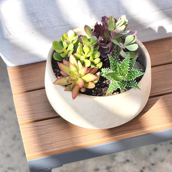 Altman Plants, Live Succulents Plants Live Houseplants (4PK), Succulent Plant Lover Gifts, Live Indoor Plants in Potting Soil, Live Plants Indoor Cactus Plants Live Succulent Plants Live House Plants