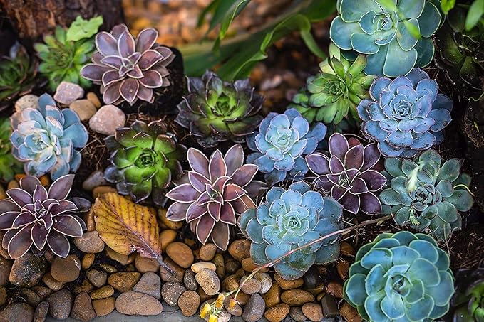 Succulent Kit Organizer Bag Gardening Tool Set | Terrarium Supplies Mini Succulent Garden Tool Kit | Heavy Duty Succulent Bonsai Planter Set Indoor Gardening | Fairy Zen Kit for Soil Fertilizer Seeds