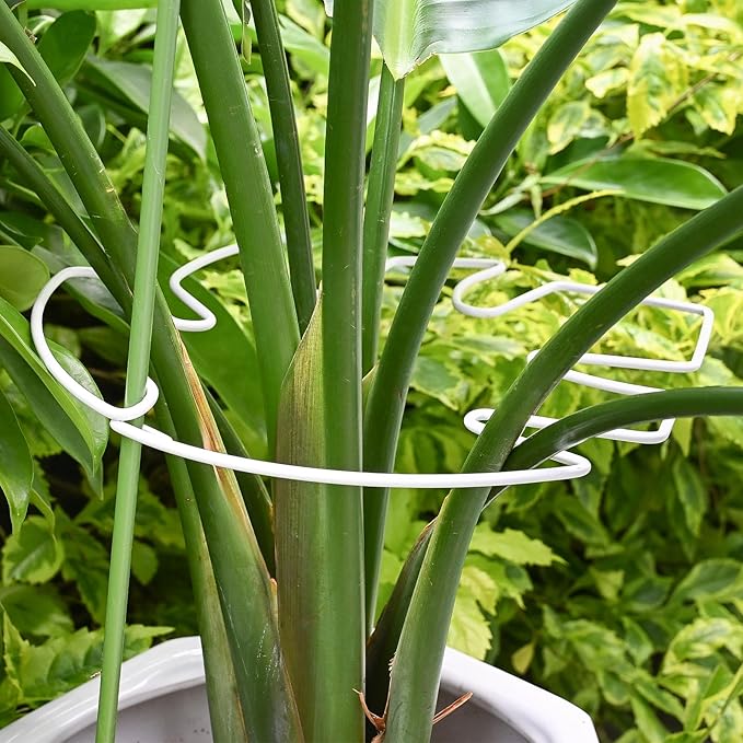 Yohsnor 5PCS Monstera Plant Stem Support White - 11x9.4 inches, Durable Adjustable Leaf Supports for Indoor Plants, Fishbone Cactus Stake Holder for Garden Stability
