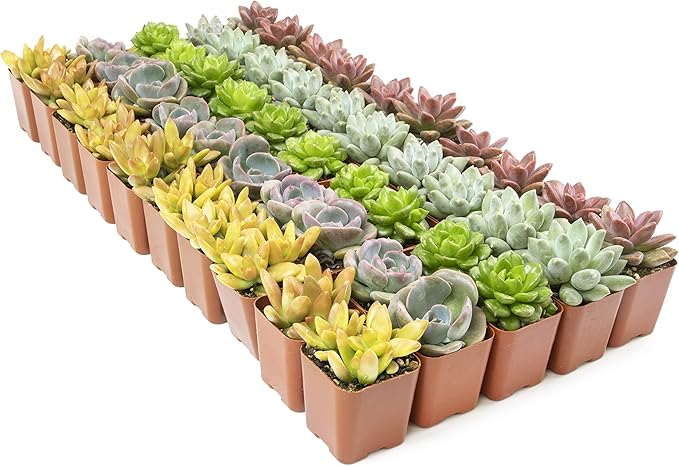 Live Succulents Plants Bulk Plant Tray (50 Pack), Indoor Houseplants, in Cactus and Succulent Soil Mix, Kit Gifts by for Pets, Black