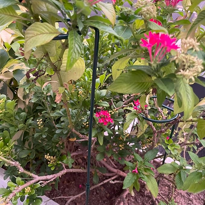 12 Pack 16 inch Plant Support Stakes, Metal Garden Support Stick Support Ring, Plant Sticks for Indoor Outdoor Single Stem Flower Peony, Orchid, Lily, Amaryllis, Rose, Tomato Pepper Plants Supports