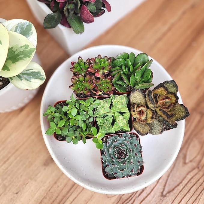 Altman Plants Deluxe Live Succulents (6 Pack), No Duplicates, Assorted Varieties, & Shapes, Easy Plant Care, 2 in Pots
