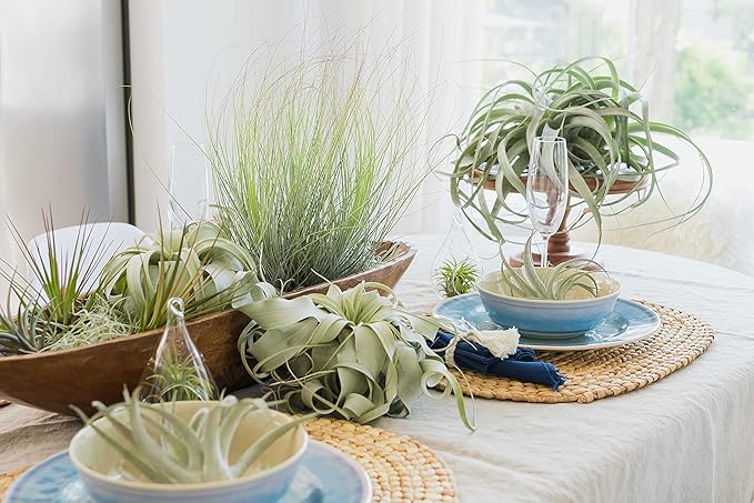 Premium Florida-Grown Collection of Tillandsia Air Plants - Wholesale and Bulk - Succulents - Live Tillandsia - Easy Care Indoor and Outdoor House Plants (Set of 10)