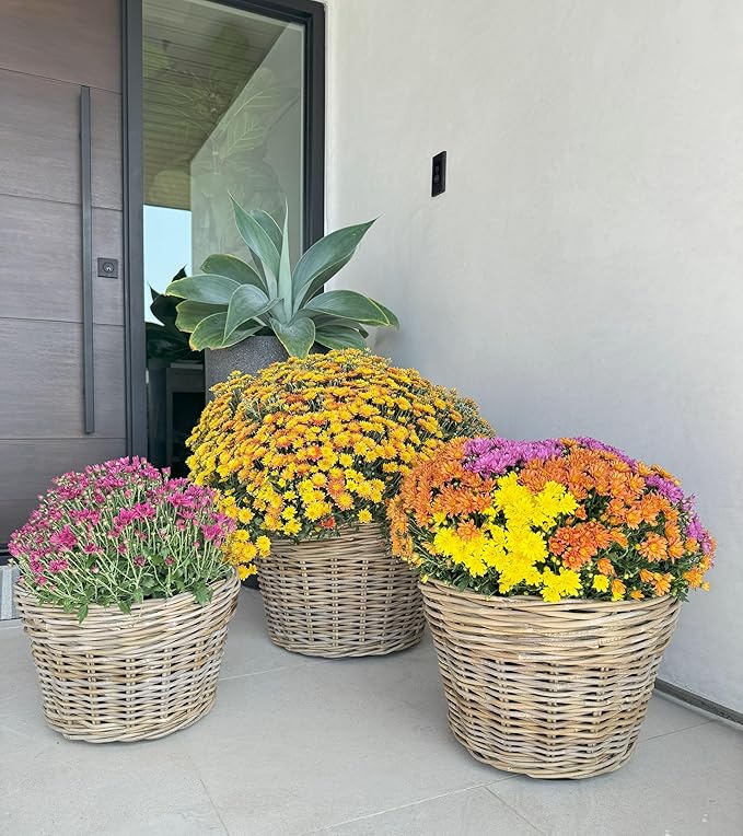 Kouboo Rattan Planter Basket with Plastic Pots Planters Flower Pots Decorative Fall planters for Front Porch Whiskey Barrel Basket Indoor Outdoor Plant Pots Medium