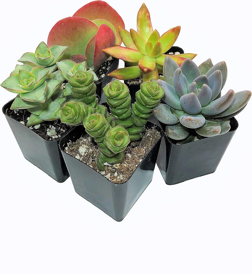 Live Succulent Plants (5 Pack Assortment), 2" Live Succulents Fully Rooted in Grower Pots, Succulent Plants Live, by The Succulent Cult