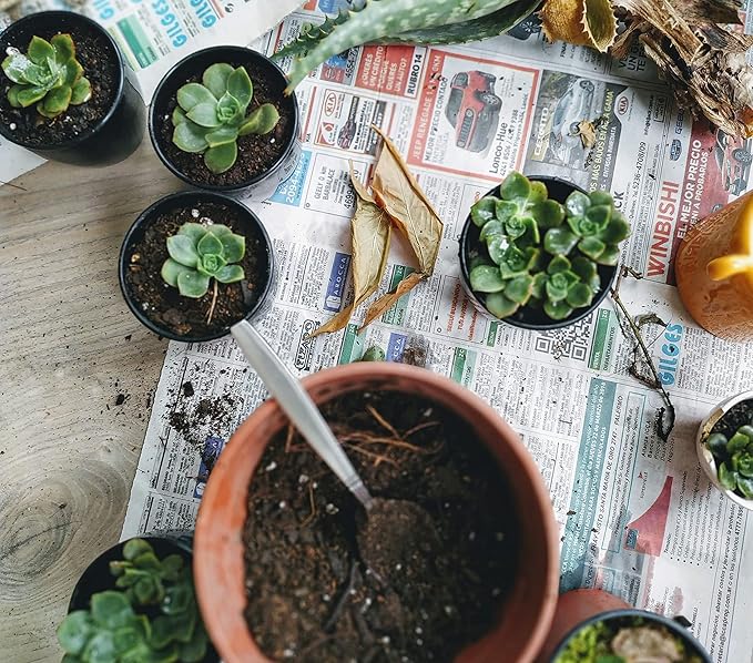Shop Succulents Pastel Succulent Plant Pack Collection - Live Mini Succulent Plants, Low Maintenance, Bright & Serene Colors & Textures - Wedding and Party Favors, Gift & Garden, Pack of 6