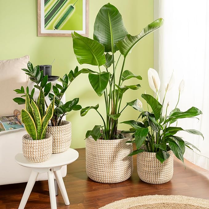 Scheurich Seagrass 32, Basket Planter/Basket Planter/Basket Pot Made of Seagrass Colour: White, 32 cm Diameter, 30.5 cm High, 26.9 Litres Vol.
