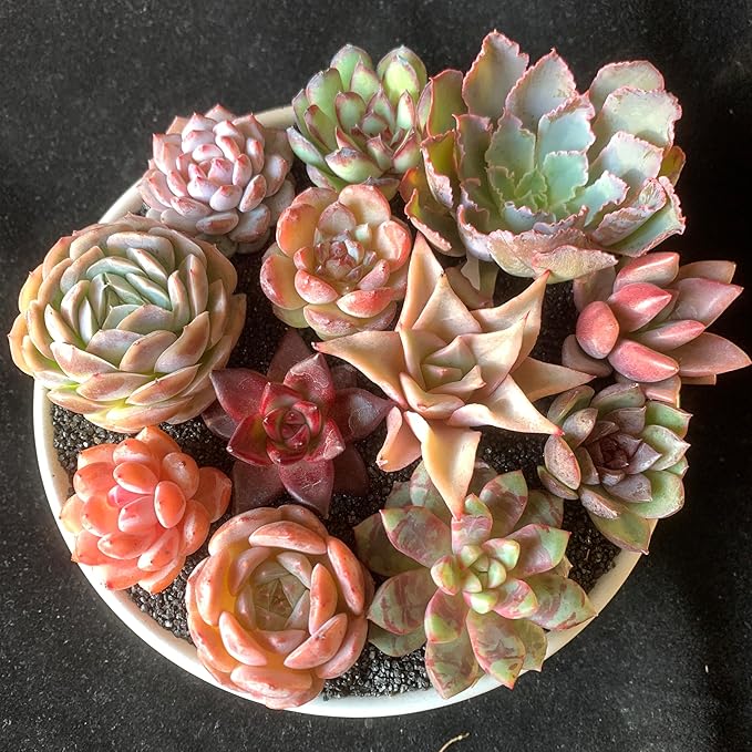 12 Pack Succulents Plants Live, Assorted Mini Succulents Bundle, Easy Care Bare Root Succulent Plants for Indoor Outdoor Decor, Home Office Desk, Terrarium DIY, Gift for Plant Lovers