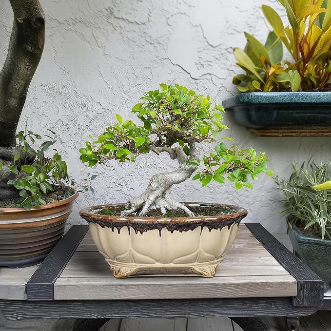 Ceramic Bonsai Tree Pots - 11 Inch Succulent Pots with Drainage Hole, Decorative Bonsai Pot for Indoor Outdoor Plants, Succulent Planters, Front Porch Decor, Gardening Gifts, Oval Beige-Brown