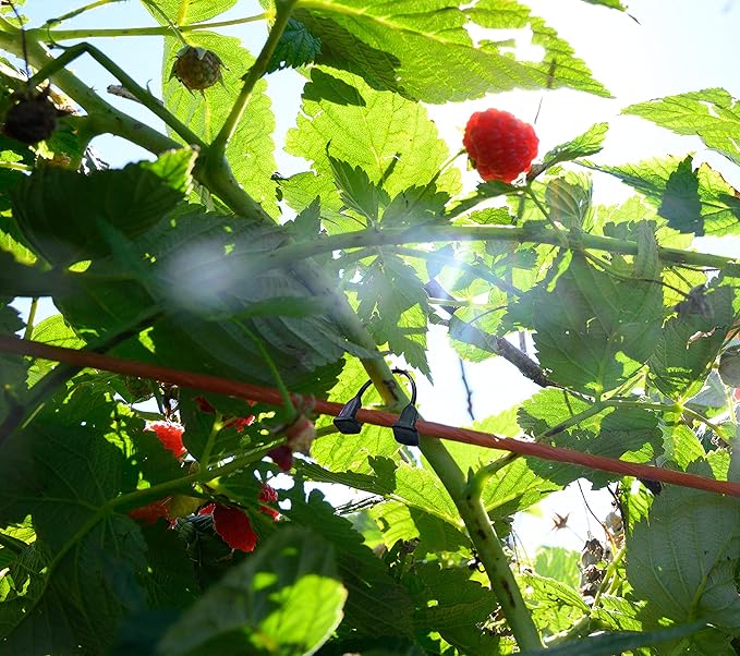 Plastic Vine Clip Garden Plant Support Clip Plant Tomato Grape Raspberry Kiwi Vine Clip Suitable for 9#-12# lines