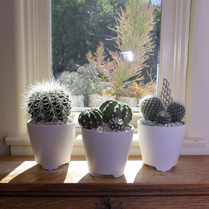 Altman Plants, Assorted Cactus Plants Live Plants (4 Pack), Live Cactus Plant Live Succulents Plants Live Houseplants, Cacti Live Indoor Plants Succulent Plants House Plants in Cactus Soil Potting Mix