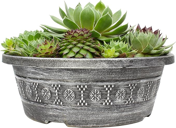 Live Sempervivum Hens and Chicks Succulent Bowl with Mini Plants, Decorative Ceramic Planter by Plants for Pets