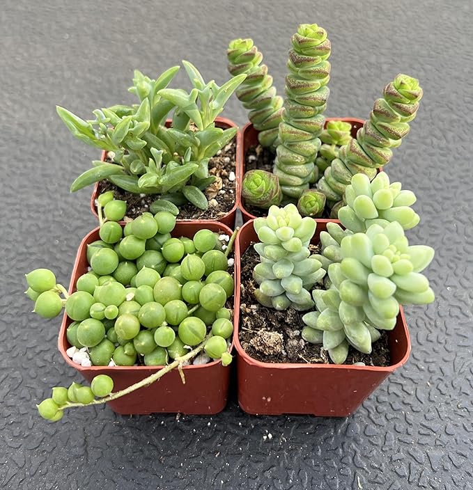 Sprout N Green Trailing Succulent Collection, 4 String Succulent Plant Fully Rooted in 2inch Starter Pot, Home Office Indoor Outdoor Wedding Decoration DIY Projects Party Favor