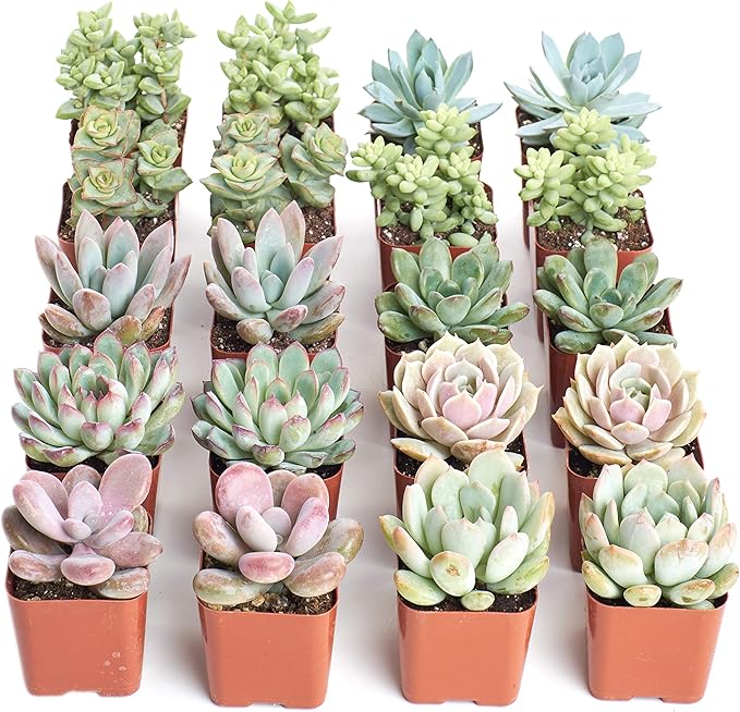 Shop Succulents Pastel Succulent Plant Pack Bulk Collection - Live Mini Succulent Plants, Low Maintenance, Bright & Serene Colors & Textures - Wedding and Party Favors, Gift & Garden, Pack of 16