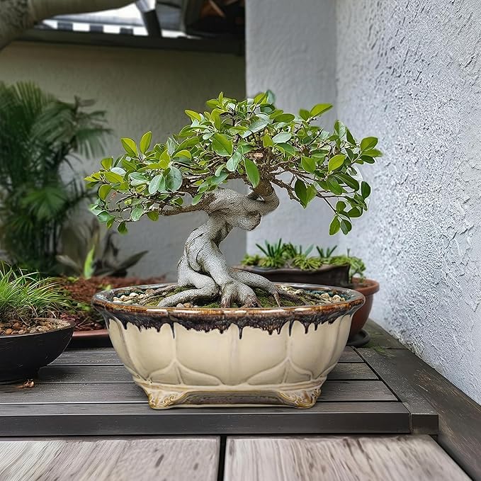 Ceramic Bonsai Pots - 13.2 Inch Succulent Planters for Indoor Plants Outdoor, Bonsai Tree Pots with Drainage Hole, Decorative Shallow Planter, Room Decor, Gifts for Men Women, Oval Beige-Brown