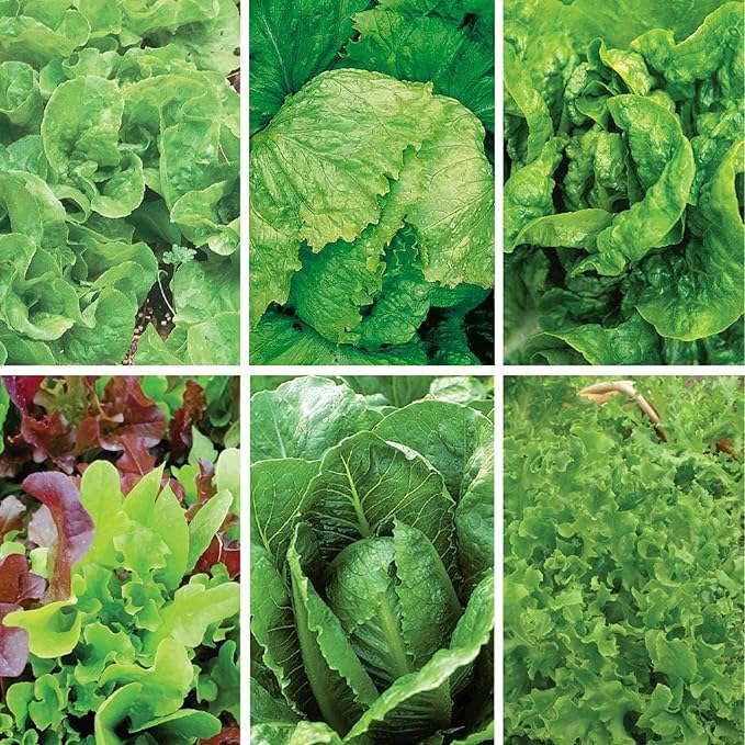Jiffy Plant Germination Kit - Seedling Starter Trays with Seeds - 36 Cell 2 Pack - Plastic