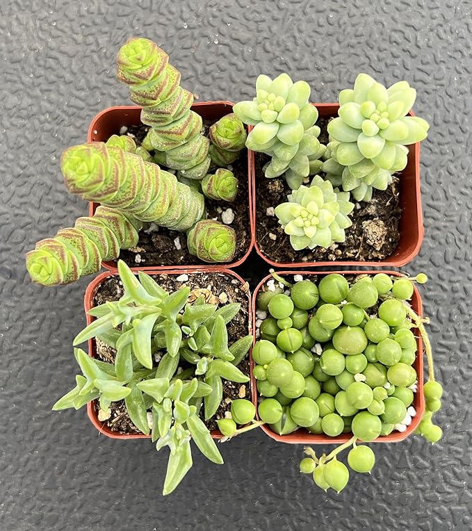 Sprout N Green Trailing Succulent Collection, 4 String Succulent Plant Fully Rooted in 2inch Starter Pot, Home Office Indoor Outdoor Wedding Decoration DIY Projects Party Favor