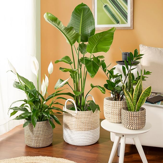 Scheurich Seagrass 32 Basket/Basket Planter/Basket Pot Made of Seagrass Colour: Black, 32 cm Diameter, 30.5 cm High, 26.9 Litres Vol.