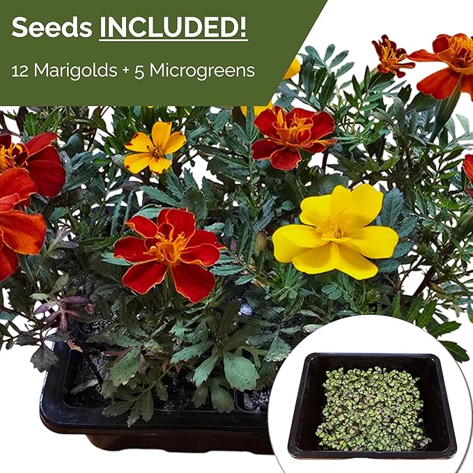 Seed Starter Kit with Humidity Dome – 12-Cell Indoor Pre-Seeded Seed Starting Tray with Marigolds & Microgreens – Complete Growing Kit with Seeds Included