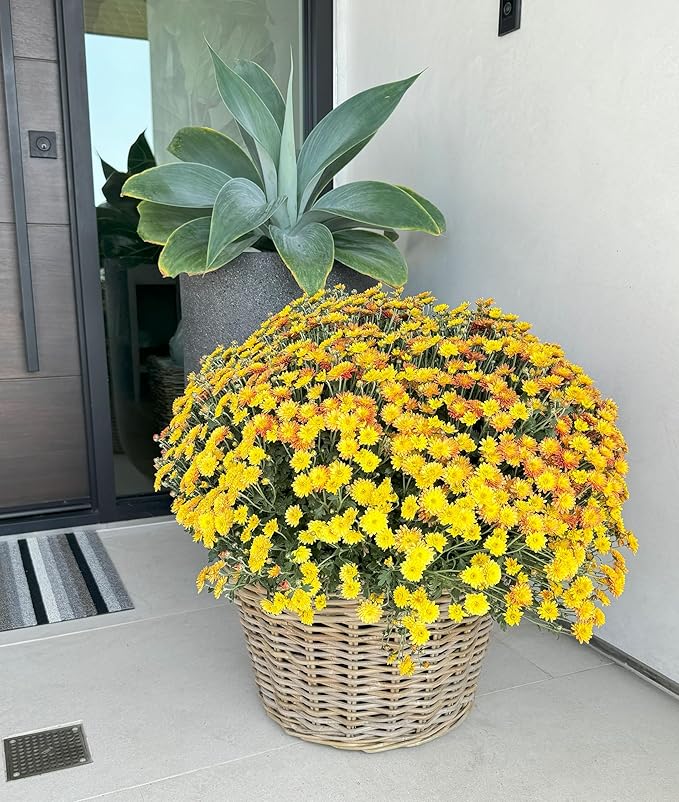 Kouboo Rattan Planter Basket with Plastic Pots Planters Flower Pots Decorative Fall planters for Front Porch Whiskey Barrel Basket Indoor Outdoor Plant Pots Large
